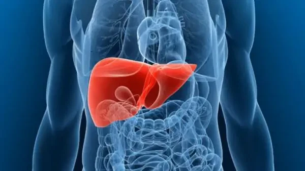 7 عادات قاتلة تدمر كبدك يوميا دون أن تشعر.. ما لا يخبرك به الكبد هو أحد أهم أعضاء الجسم، حيث يقوم بتصفية السموم، وتنظيم عمليات الأيض، وإنتاج الإنزيمات الحيوية، لكن للأسف، هناك عادا