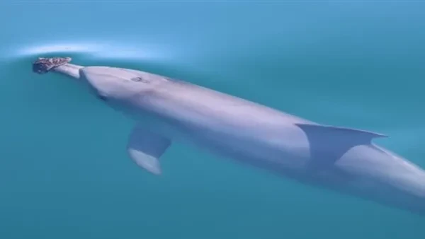 كيف أصبحت الدلافين نجوم المحيطات؟