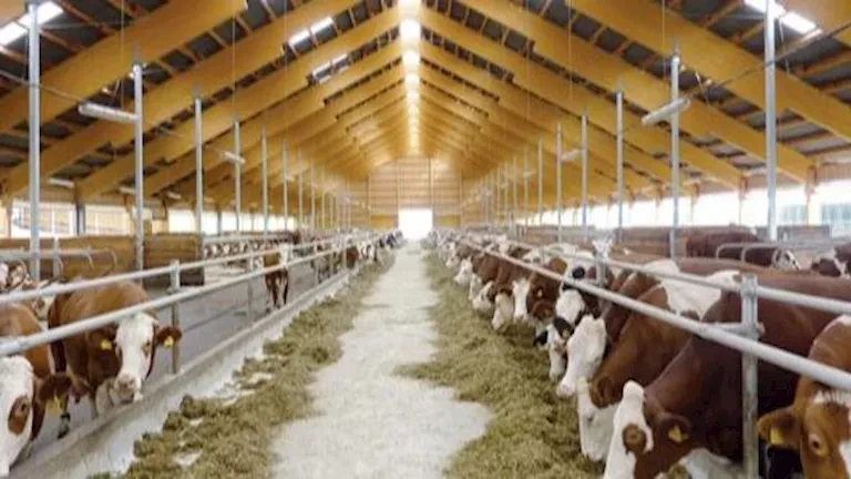 “الزراعة”: إنتاج أكثر من 2574 طن من مسحوق المخلفات الحيوانية في شهر يونيو