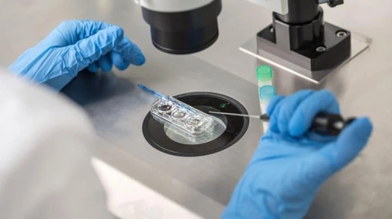 لضبط البويضات والنطف.. مصر تتحرك لحسم جدل الإخصاب وتأجير الأرحام