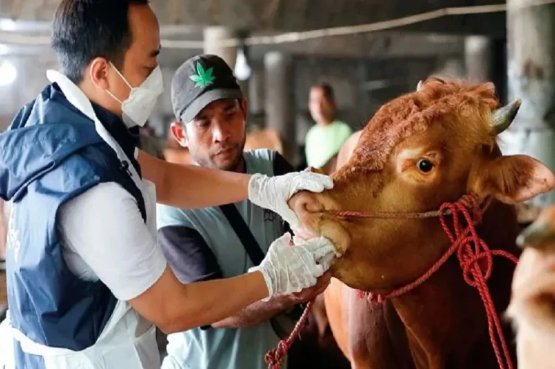 هل تنجح تركيا في احتواء أخطر تفش للحمى القلاعية؟ شرعت تركيا في إنتاج ملايين الجرعات من لقاح خاص لمكافحة سلالة حديثة من الحمى القلاعية تسمى -1، بعد اكتشافها مؤخرا داخل البلاد، وفرق