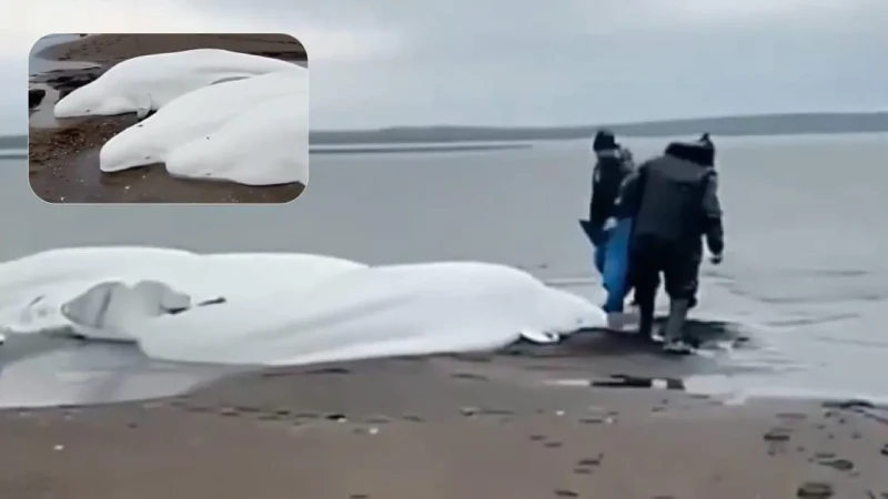 لقطات غير عادية لحيتان بيضاء عالقة بعد زلزال كامتشاتكا (فيديو)