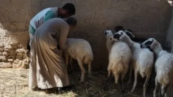 أخبار الوادي الجديد | بدء التسجيل في مبادرة تطوير الإنتاج الحيواني وإطلاق حملات تلقيح الماشية