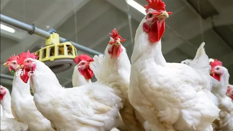 الزراعة: منح أكثر من 13 ألف تصريح لمشروعات الإنتاج الحيواني والدواجن