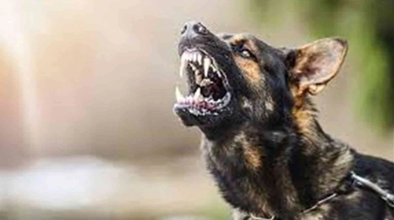 بينهم صغار.. إصابة 12 شخصًا بعقر كلب ضال في الصف