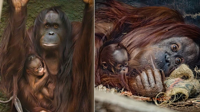 بعد حمل دام 8 أشهر ونصف، ولادة جديدة لـ إنسان الغاب تبعث الأمل