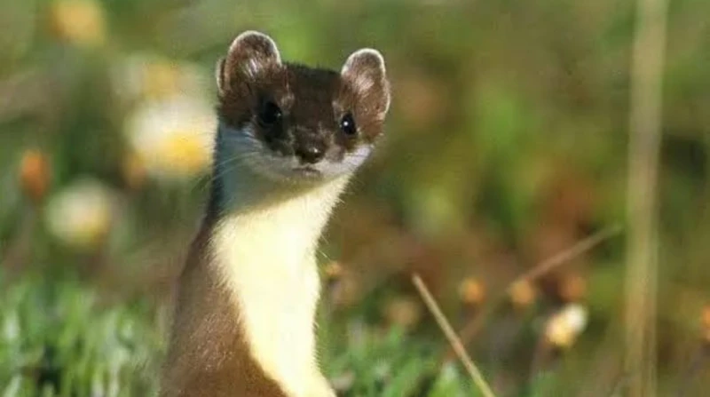 الطب الشرعي يحدد الجاني في واقعة العرسة والرضيعة النائمة بسوهاج