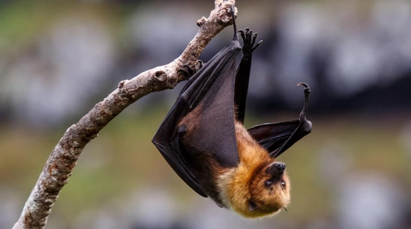ليست رموزًا للرعب، حقائق مدهشة عن الخفافيش ودورها في الطبيعة
