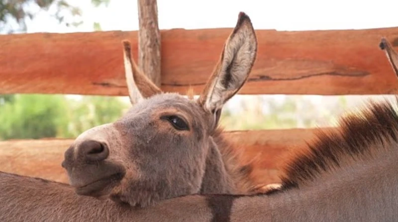 6 ملايين حمار تذبح سنويًا لتلبية الطلب الصيني على "المصل المعجزة"