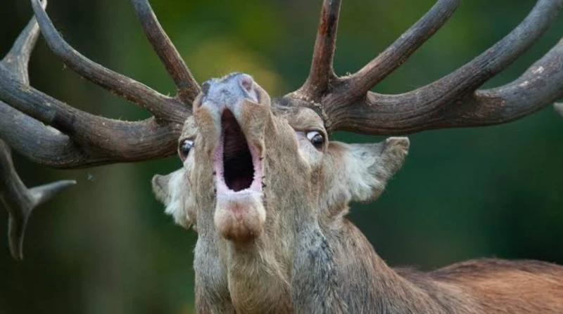 زومبي الغزلان، مرض قاتل يهدد الحياة البرية