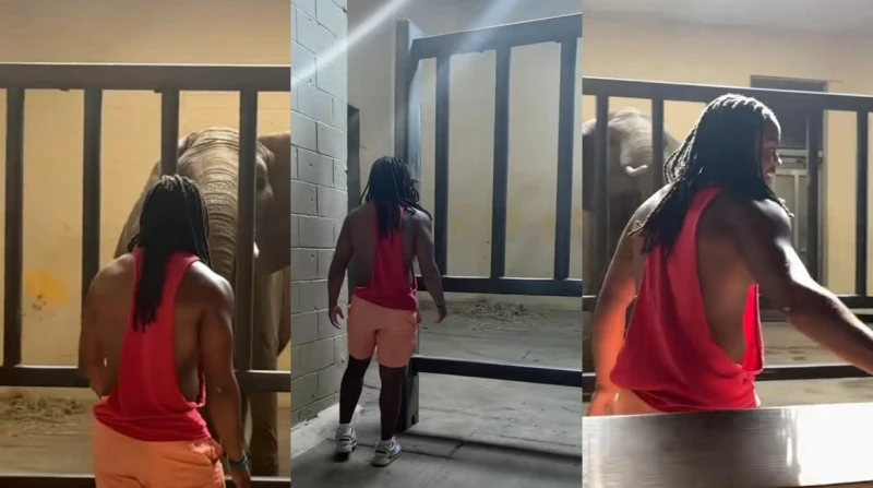 مؤثر أمريكي يواجه تهديدًا بالسجن بسبب فيل