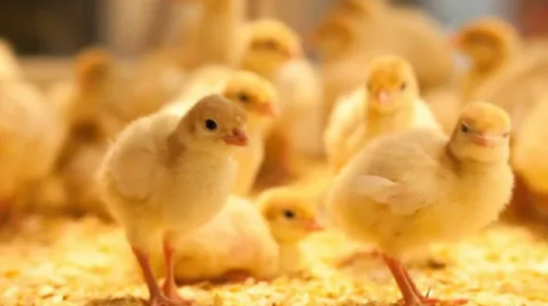 سعر الكتكوت الأبيض اليوم السبت 29 نوفمبر 2025 وأحدث أسعار الدواجن