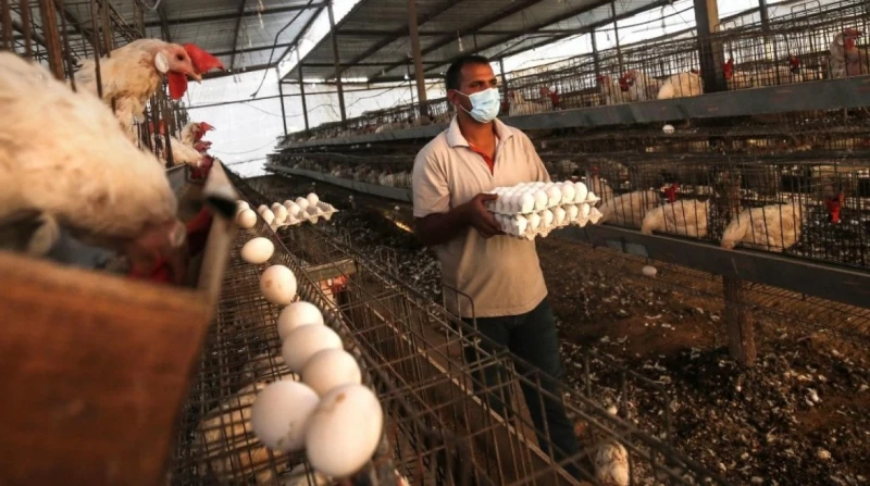لماذا لا تنخفض أسعار الدواجن والبيض في الأسواق رغم تراجعها بالمزارع؟
