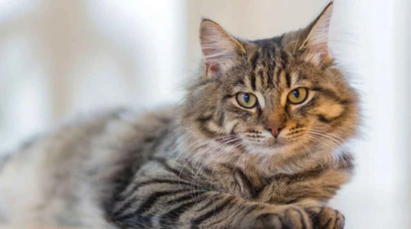 القط ريمي يثير جدلاً في فرنسا، دعوى قضائية وغرامة 1250 يورو