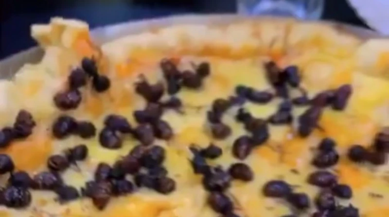 بيتزا النمل، عائلة توثق تجربة مثيرة للجدل في أحد المطاعم بالبرازيل (فيديو)