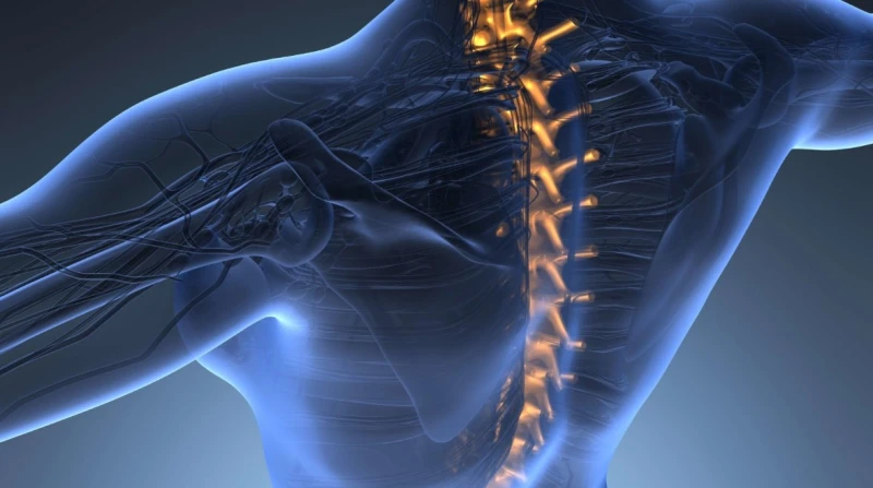 دراسة حديثة: الخلايا الجذعية سلاح فعّال لإصلاح كسور عظام العمود الفقري