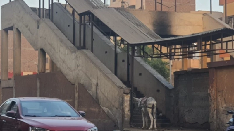 كوبري مشاة بالأقصر يتحول إلى دورة مياه وإسطبل للخيول والحمير