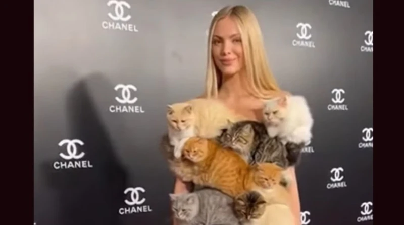 ترند فستان القطط الحية يجتاج مواقع التواصل، ما حقيقته؟
