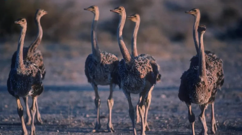بعضها عمره 35 عامًا، غضب في كندا بعد إنهاء حياة 300 نعامة رميًا بالرصاص