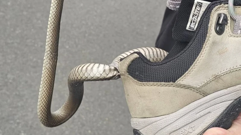 نجت بأعجوبة، أفعى سامة تلدغ امرأة وتعلق بحذائها