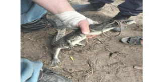 والله وعملوها الشراقوة : تم اصطياد التمساح بنجاح