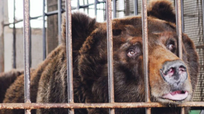 بعد 40 عامًا في الأقفاص، حظر بيع العصارة يحررد الدببة بكوريا الجنوبية