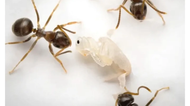 بـ"القتل الرحيم"، دراسة: النمل المريض يفضل الموت على إصابة المستعمرة