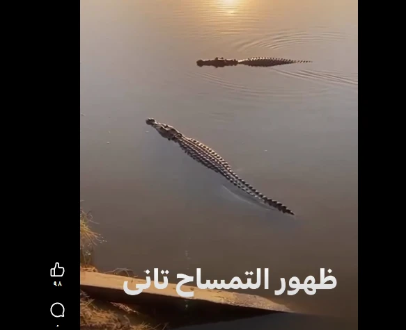 العيال دي تثير حالة من الذعر : تماسيح جديدة في الشرقية