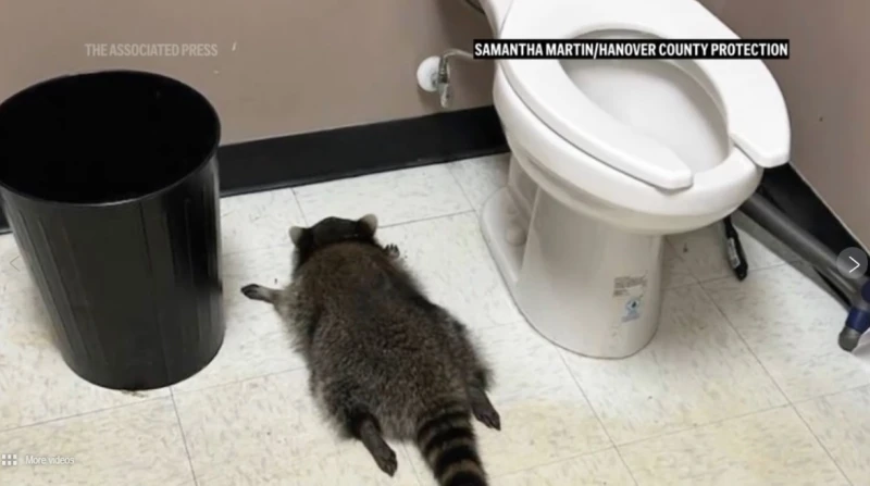 حرامي مخمور، القبض على حيوان الراكون بعد "ليلة ماجنة" داخل متجر كحول