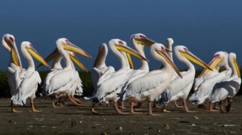 اشتباه بإنفلونزا الطيور، وفاة 12 بجعة يثير القلق في أمريكا