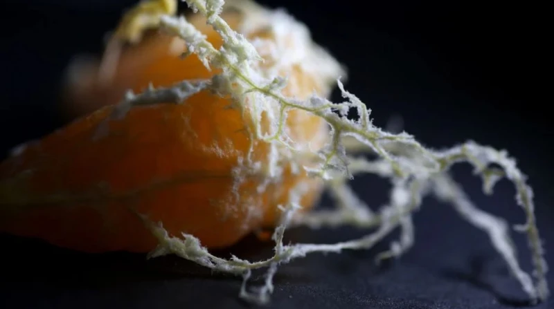 خيوط اليوسفي البيضاء، هل ينبغي التخلص منها؟