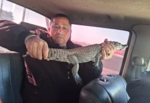 طوله 85 سنتيمتر وطلع على الشط لوحده: التفاصيل الكاملة لإصطياد تمساح الشرقية