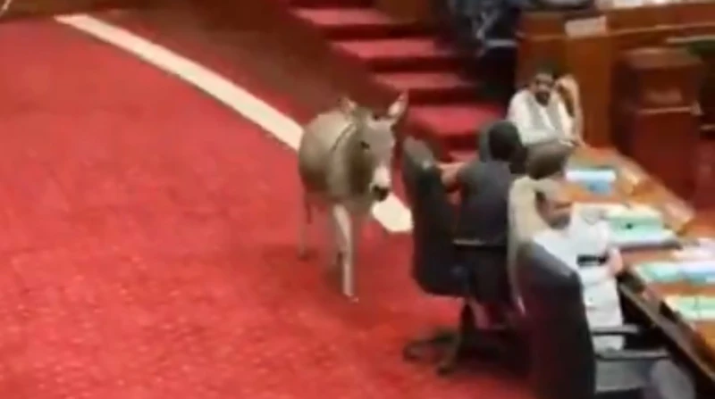 بالقرب من منصة الرئيس، حمار يقتحم جلسة برلمانية في باكستان (فيديو)