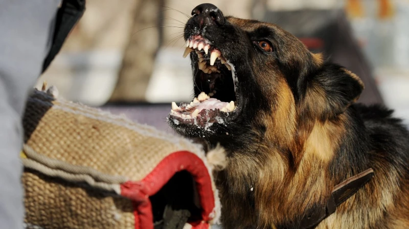 لأول مرة منذ 3 عقود، أمريكا تسجل حالة إصابة بداء الكلب