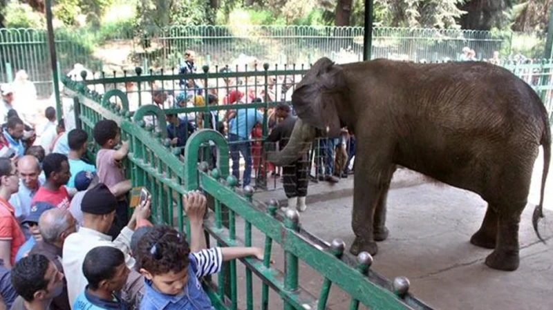 موعد افتتاح حديقة الحيوان.. وأبرز التطويرات بعد ربطها بـ الأورمان والتفاصيل