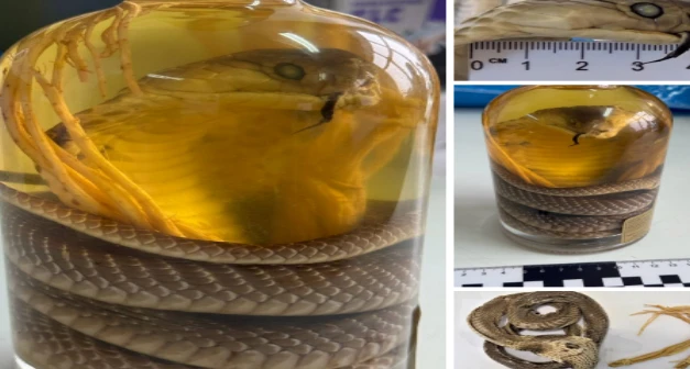 الجمارك الروسية تضبط امرأة تحمل نبيذ الأفعى : علشان رأس السنة