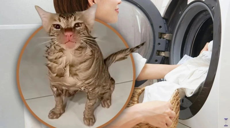 خدت فومين، نهاية غريبة لـ قطة تسللت إلى الغسالة في الصين