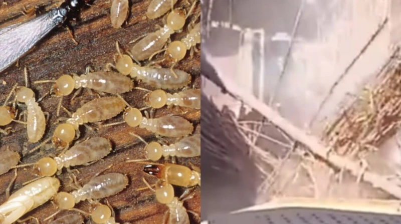 بعد تهديده لمنازل الدير بالأقصر، ما هي مخاطر النمل الأبيض؟