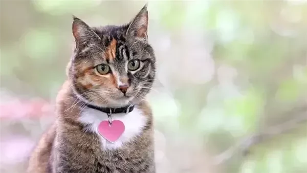 كيف تحمي حيوانك من ضوضاء الألعاب النارية؟ نصائح مهمة