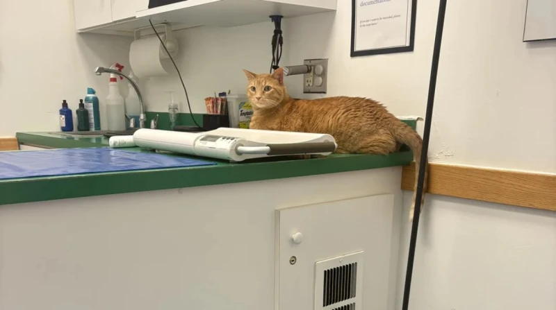 المياو يخشى الانفصال، قطة بسلوك غريب تذهب لطبيب بيطري وتثير موجة سخرية