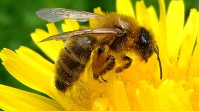 سم النحل في مستحضرات التجميل، إليك الفوائد والمخاطر