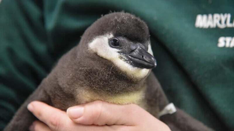 مُهددة بالانقراض، ولادة جماعية نادرة لـ8 بطاريق في بالتيمور بأمريكا