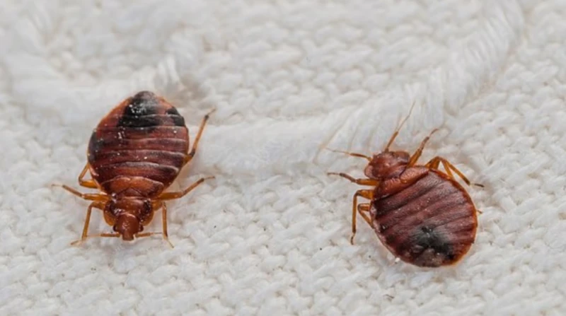 بينها بق الفراش، حشرات صيفية تنشط في الشتاء