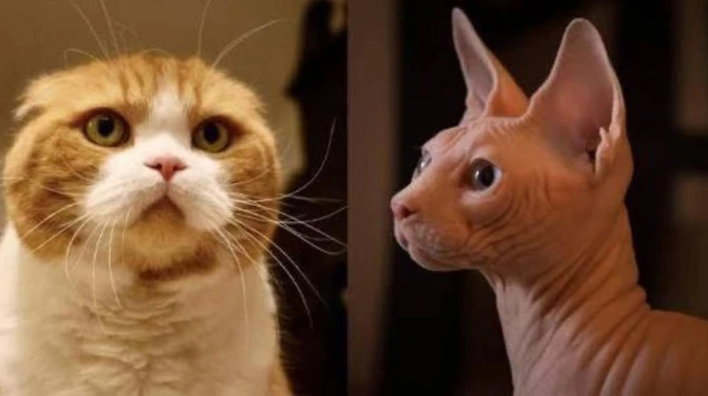 "لعبوا في جيناتها"، هولندا تحظر تربية "القطط العارية" مع بداية 2026