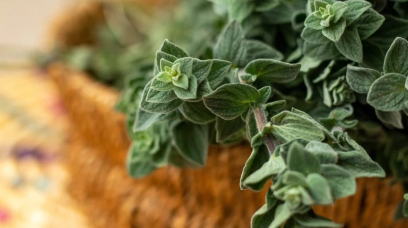 عشبة صغيرة بتأثير كبير.. كيف يدعم الزعتر صحتك من المناعة إلى الهضم؟