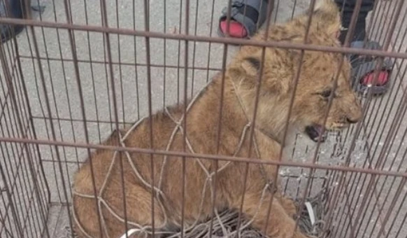 الاسد ده مخوف اهالينا في البدرشين