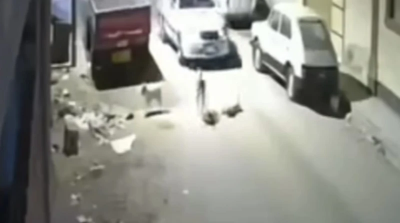 مشهد صادم.. الأمن يفحص فيديو دهس كلب رغم نباح أمه بحلمية الزيتون