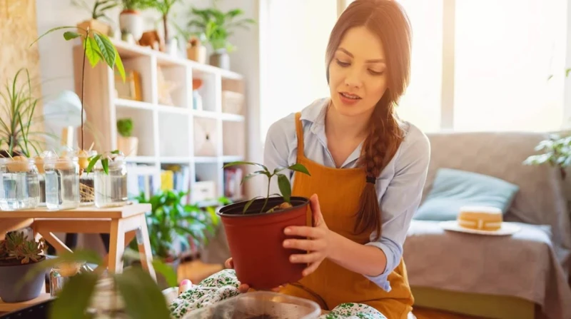 نباتات منزلية تحمي منزلك من الهواء الملوث وتحسين المزاج