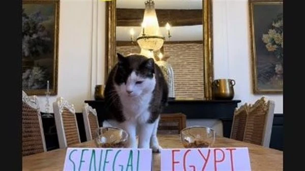 القط العراف يتوقع فوز السنغال على مصر بنصف نهائي أمم إفريقيا