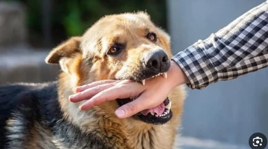 كلب عقر 6 اطفال في السنبلاوين : خدوا بالكم من عيالكم ياجماعة